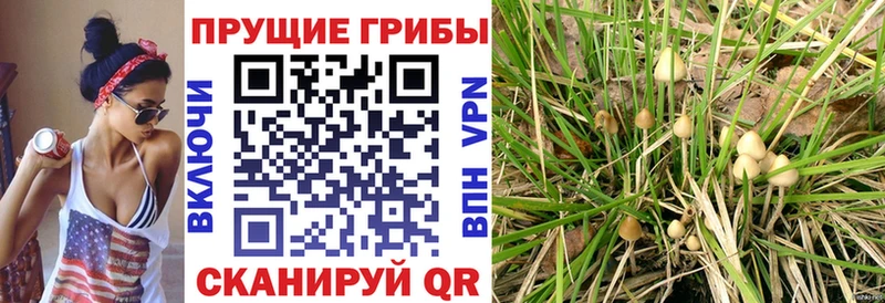 магазин    мега tor  Псилоцибиновые грибы MAGIC MUSHROOMS  Михайловск 